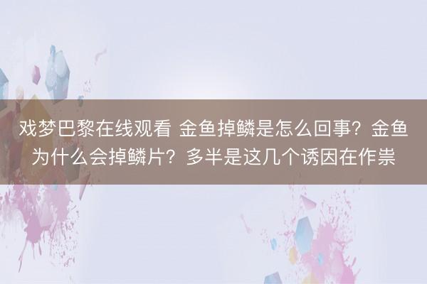 戏梦巴黎在线观看 金鱼掉鳞是怎么回事?金鱼为什么会掉鳞片?多半是这几个诱因在作祟